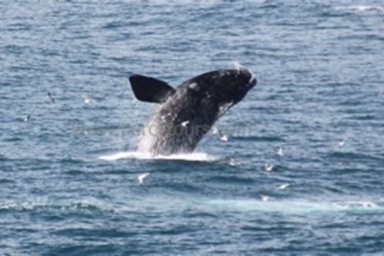 Za velrybami do Kapska